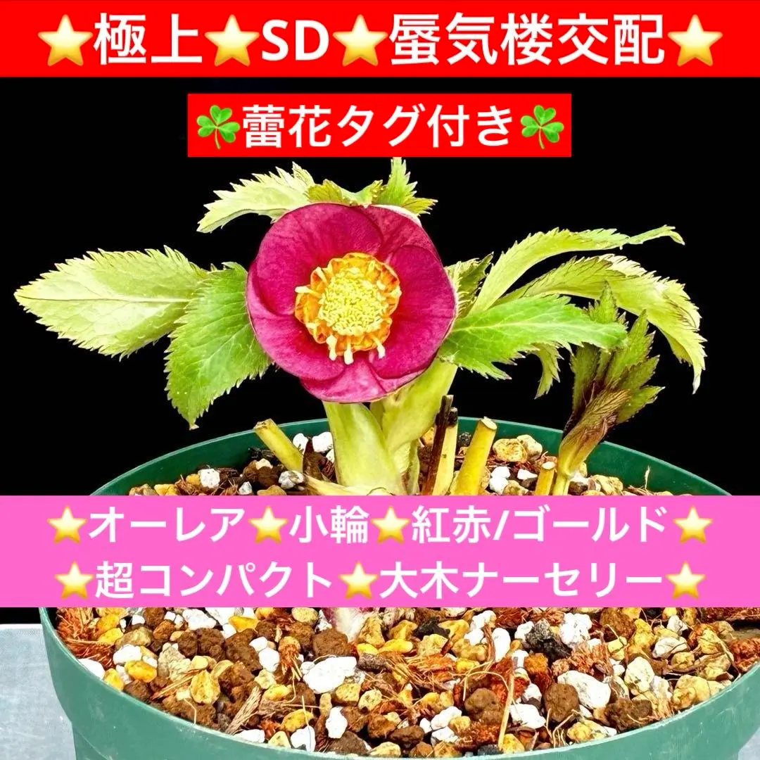 2026年最新】蜃気楼 クリスマスローズの人気アイテム - メルカリ