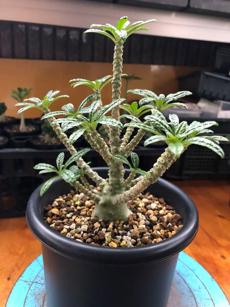 2026年最新】ドルステニア ギガス 種子の人気アイテム - メルカリ