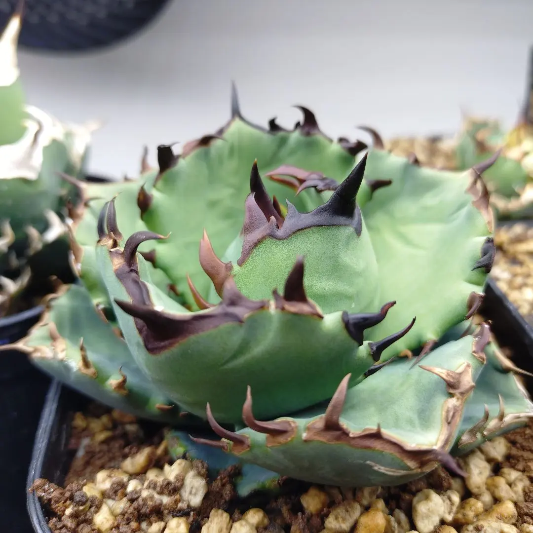 2026年最新】プテラノドン アガベの人気アイテム - メルカリ