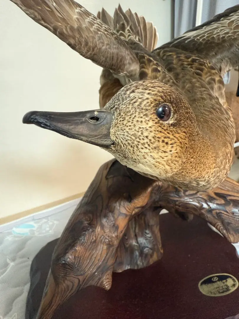 2026年最新】鴨 剥製の人気アイテム - メルカリ