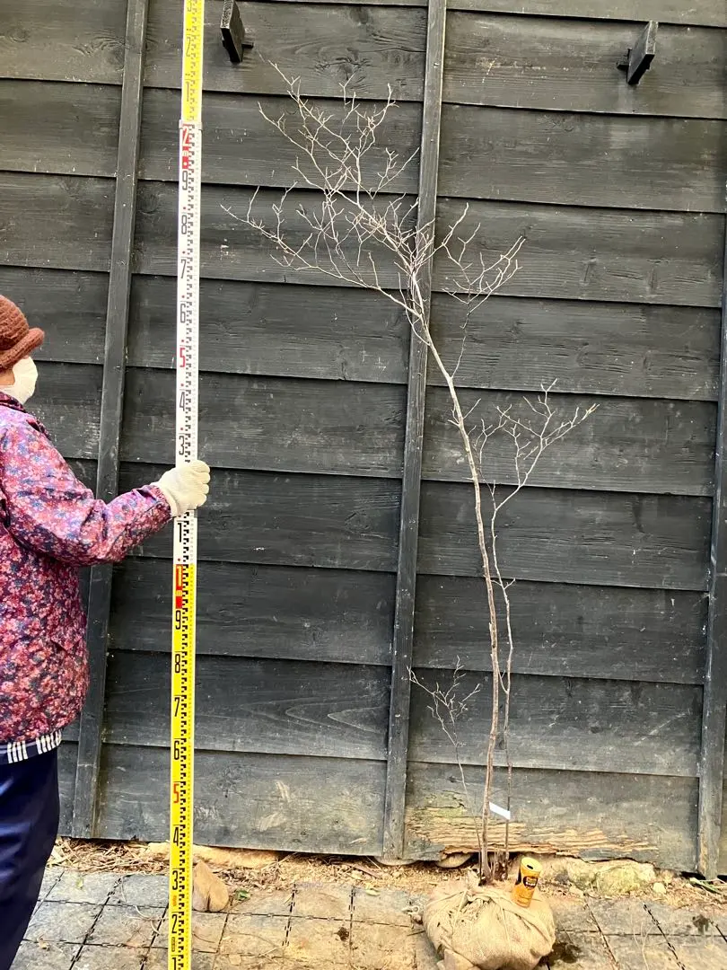 2026年最新】山採り ナツハゼの人気アイテム - メルカリ