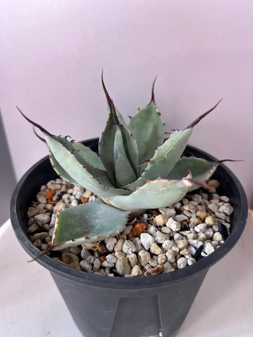 2026年最新】オバティフォリア ハイブリッドの人気アイテム - メルカリ