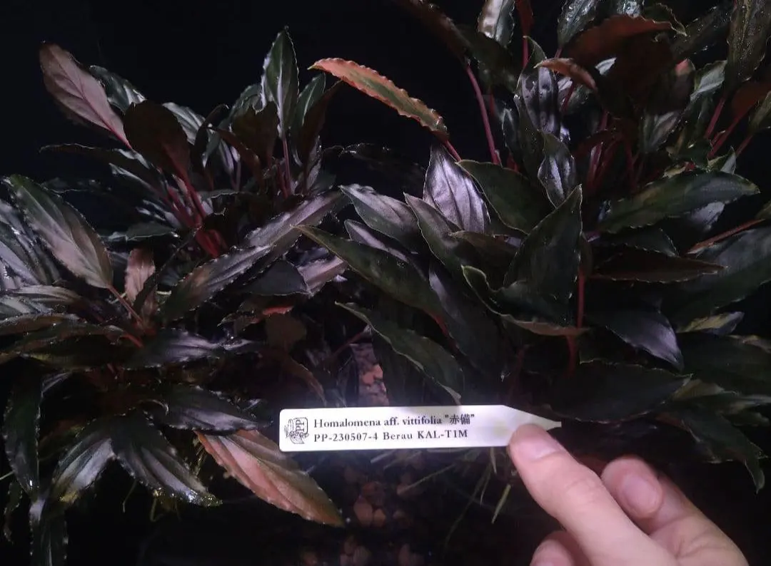 2026年最新】ホマロメナ 赤備の人気アイテム - メルカリ