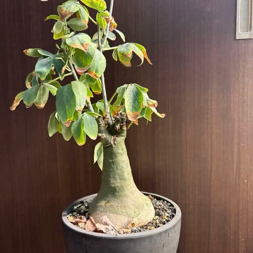 2026年最新】アデニア グラウカの人気アイテム - メルカリ