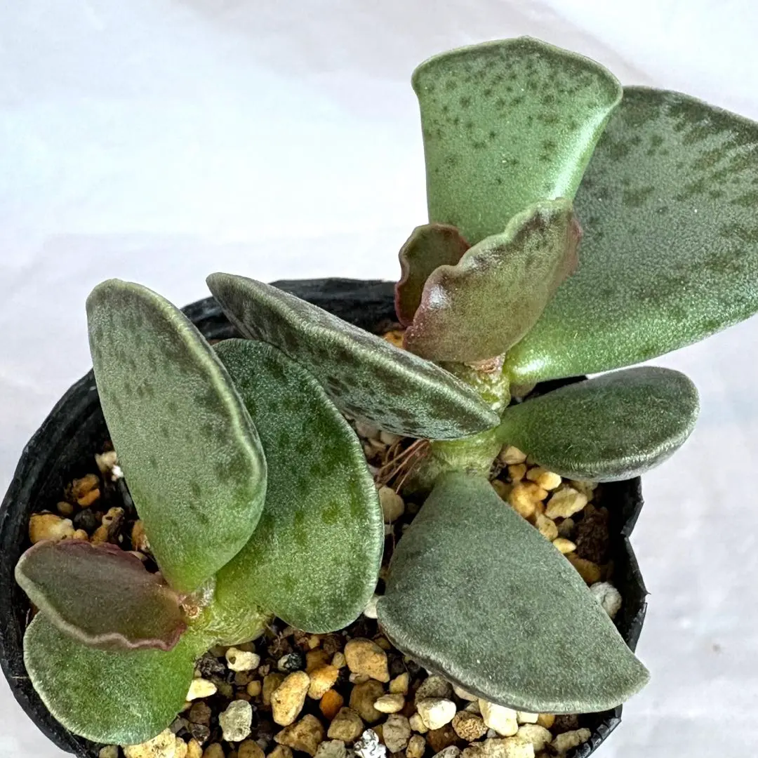 2026年最新】天錦章の人気アイテム - メルカリ