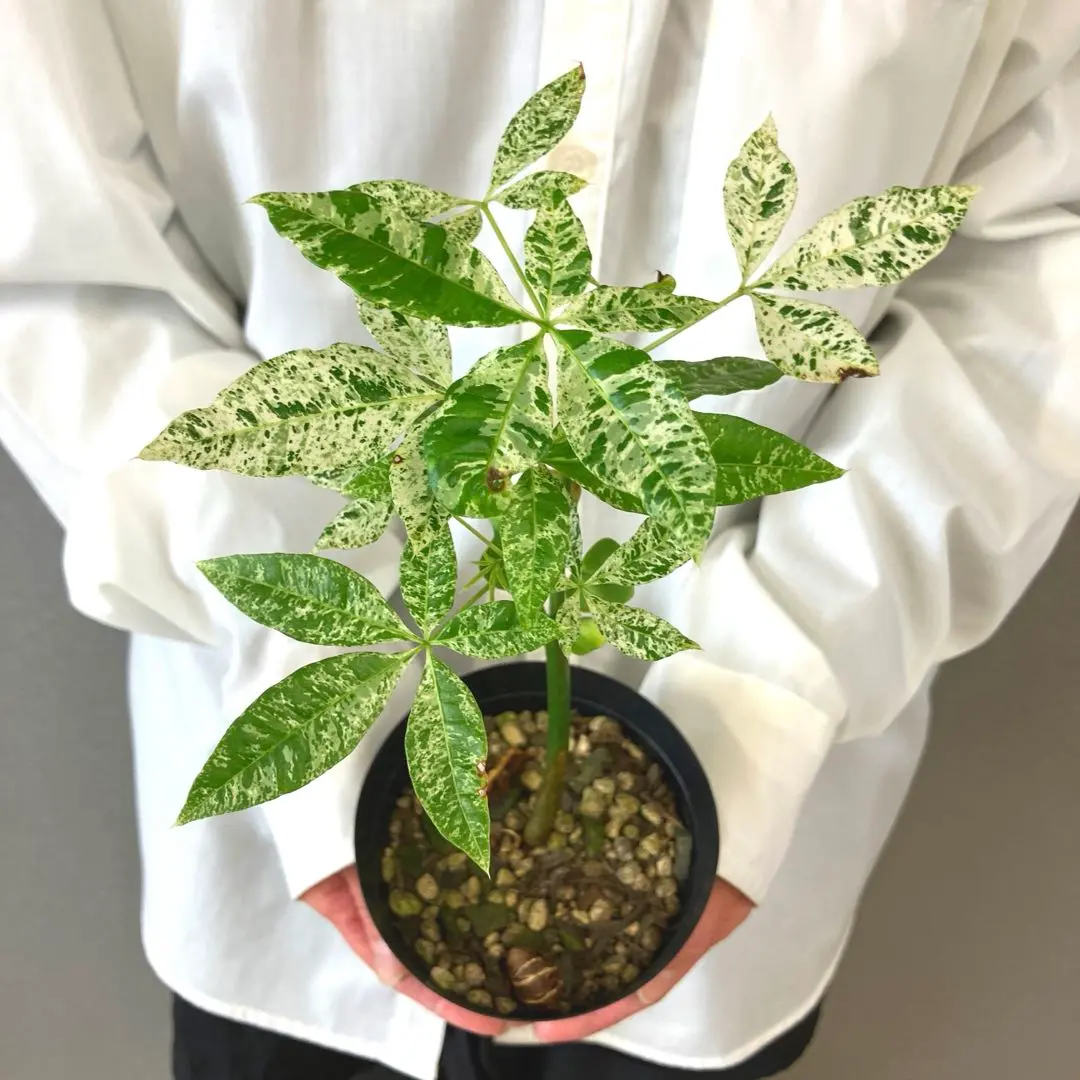 2026年最新】パキラ ムーンライト 実生の人気アイテム - メルカリ