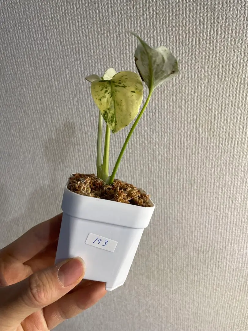 2026年最新】モンステラ デリシオーサ オーシャンミントの人気アイテム