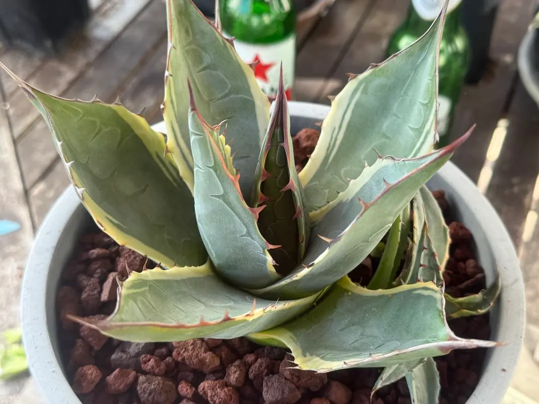 2026年最新】アガベ パラサナ インプレッショニストの人気アイテム