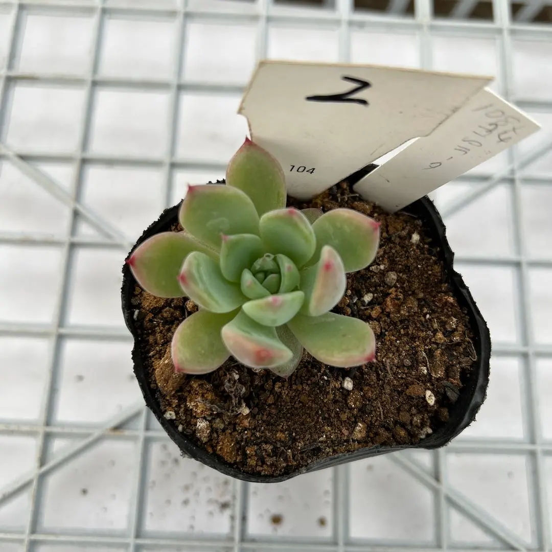 2026年最新】臼田リンゼアナの人気アイテム - メルカリ