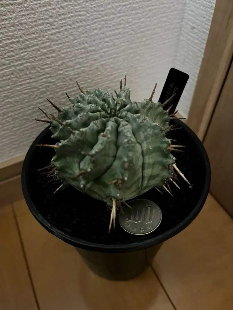 2026年最新】ゲンコツホリダの人気アイテム - メルカリ