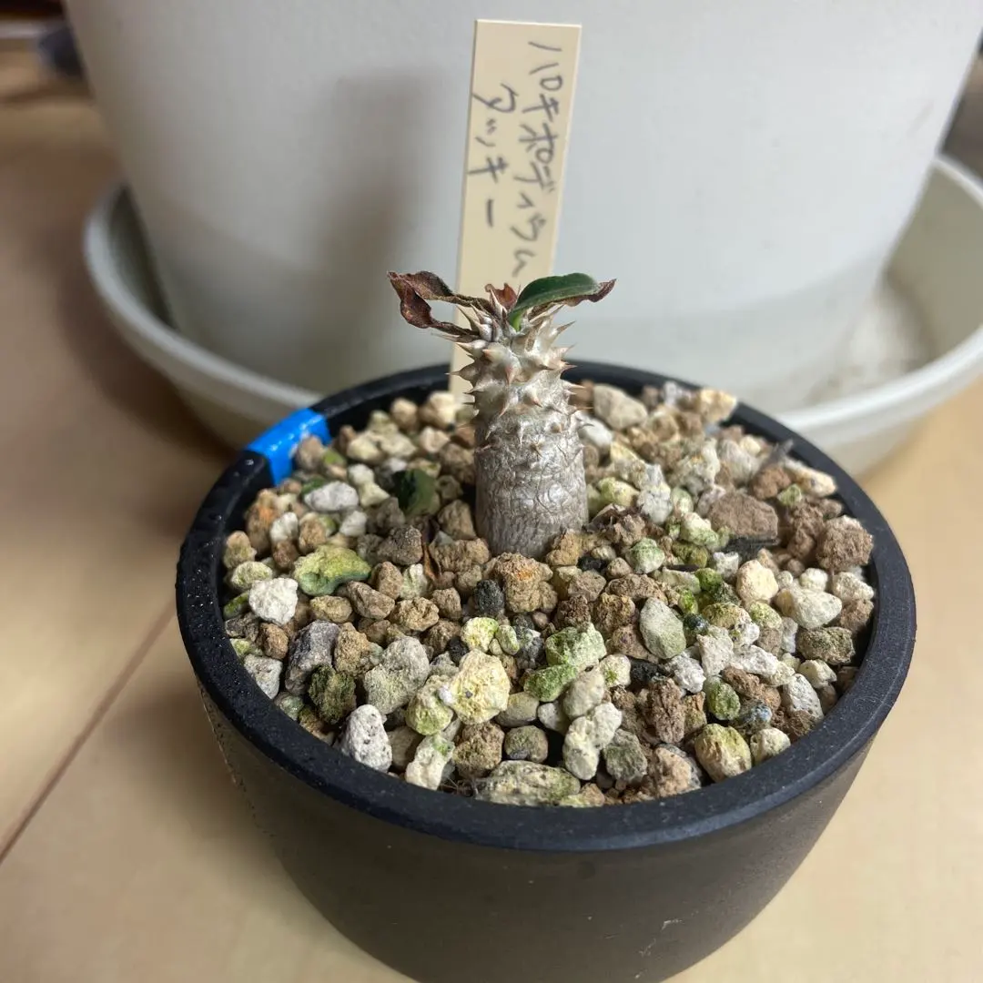 2026年最新】パキポディウム タッキーの人気アイテム - メルカリ