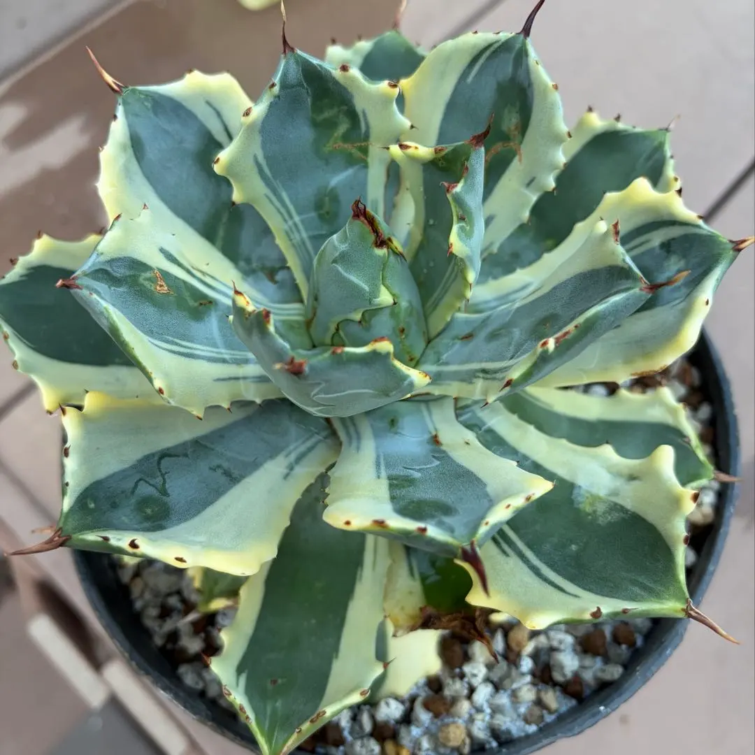 2026年最新】アトミックゴールド アガベの人気アイテム - メルカリ