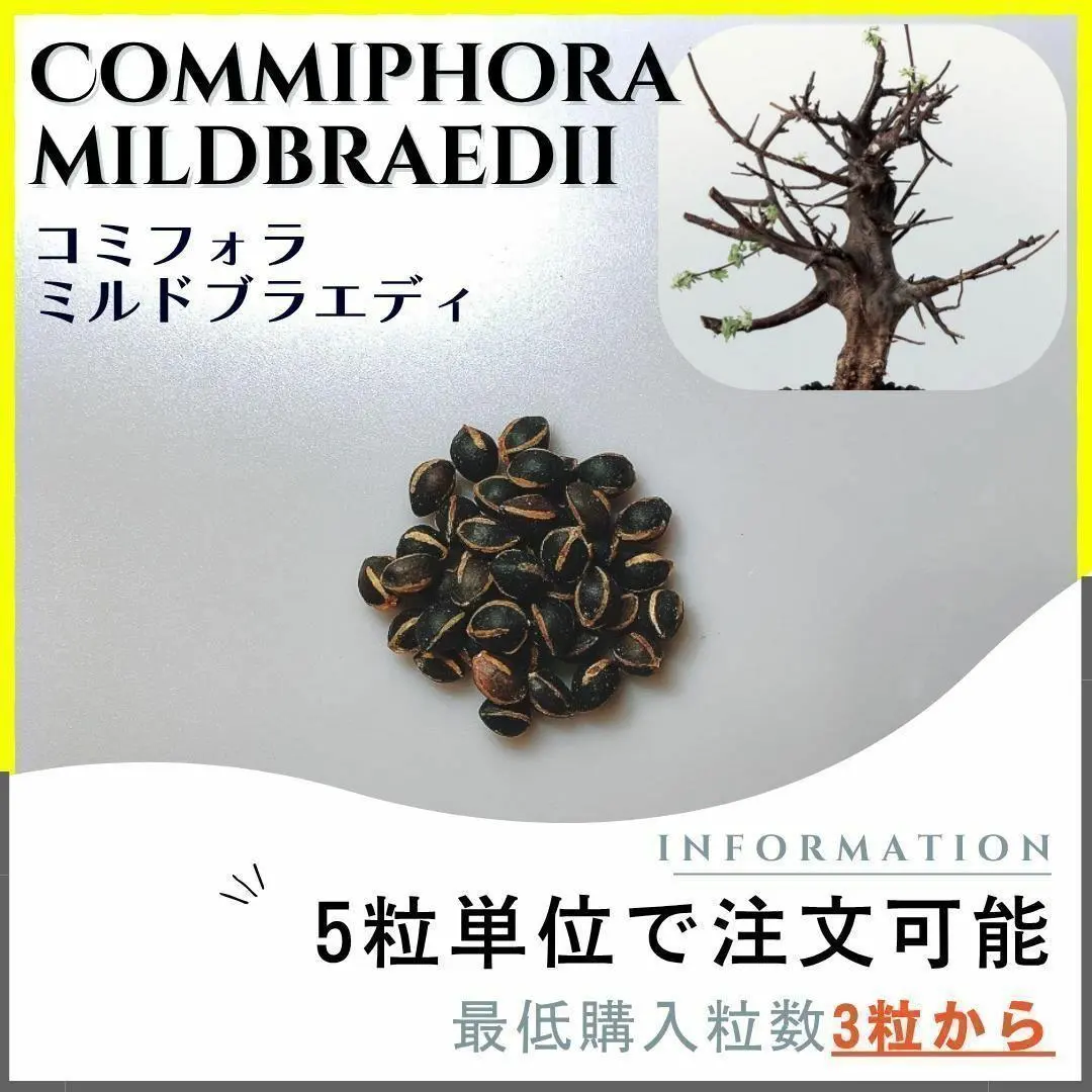 2026年最新】コミフォラ 種子の人気アイテム - メルカリ