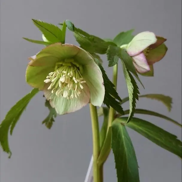 2026年最新】トルカータスの人気アイテム - メルカリ