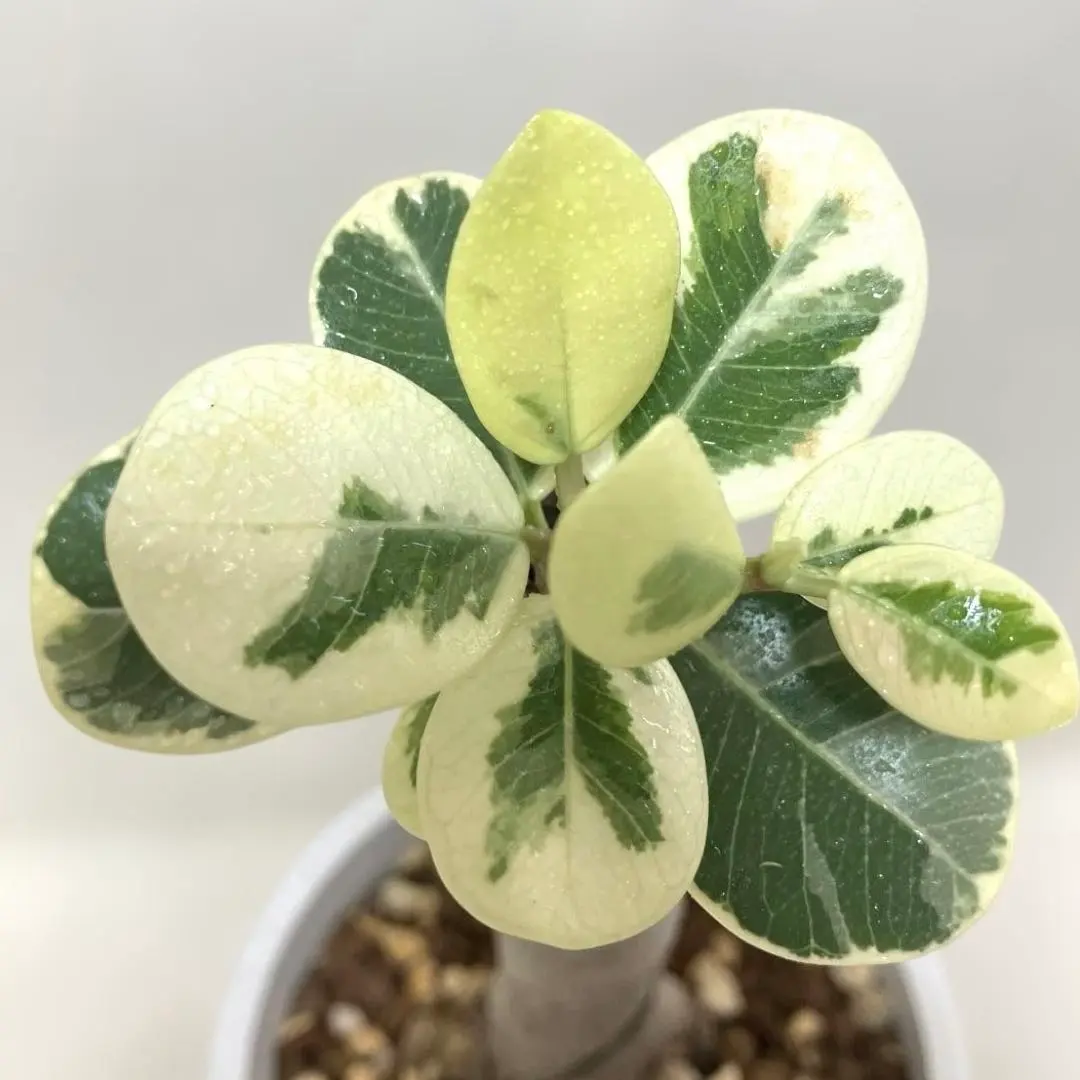 2026年最新】パンダガジュマル斑入りの人気アイテム - メルカリ