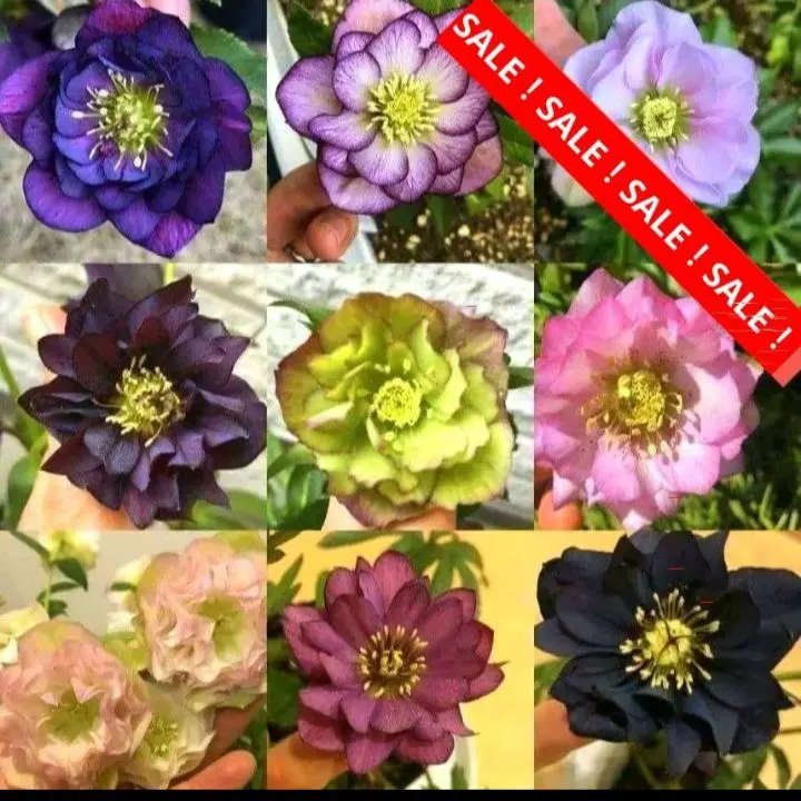 2026年最新】利休 クリスマスローズの人気アイテム - メルカリ