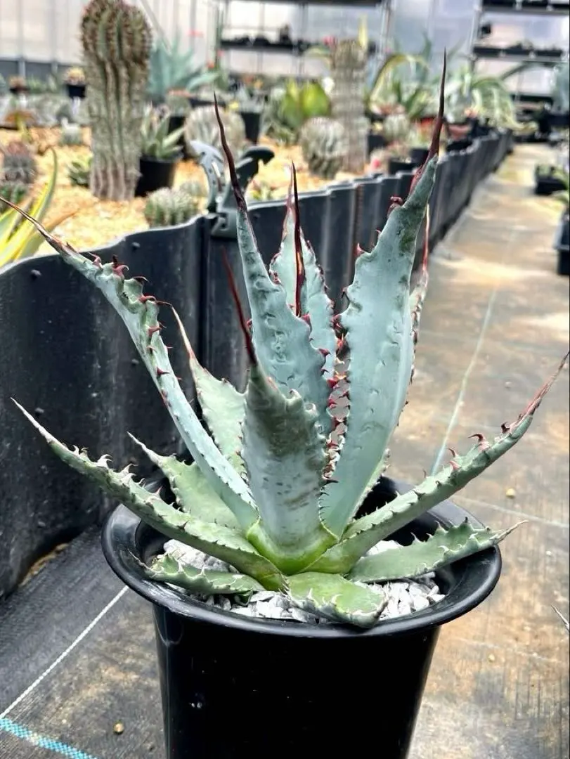 2026年最新】ワコマヒーの人気アイテム - メルカリ