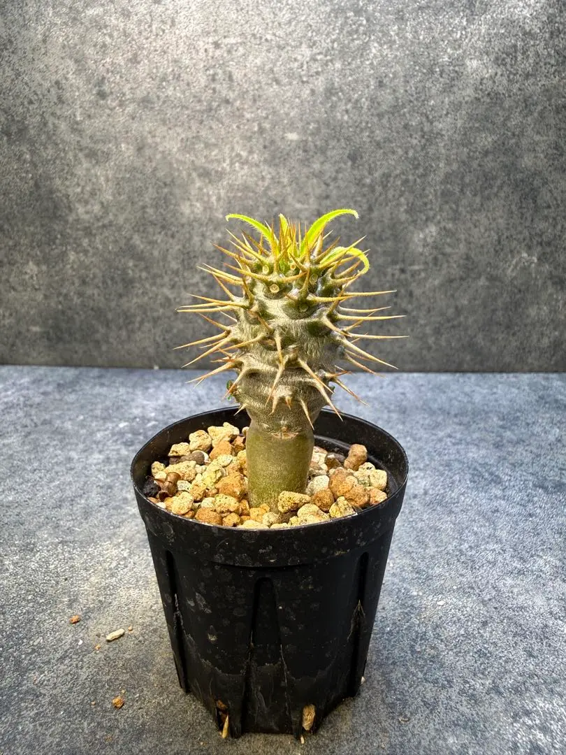 2026年最新】パキポディウム ラメリーの人気アイテム - メルカリ