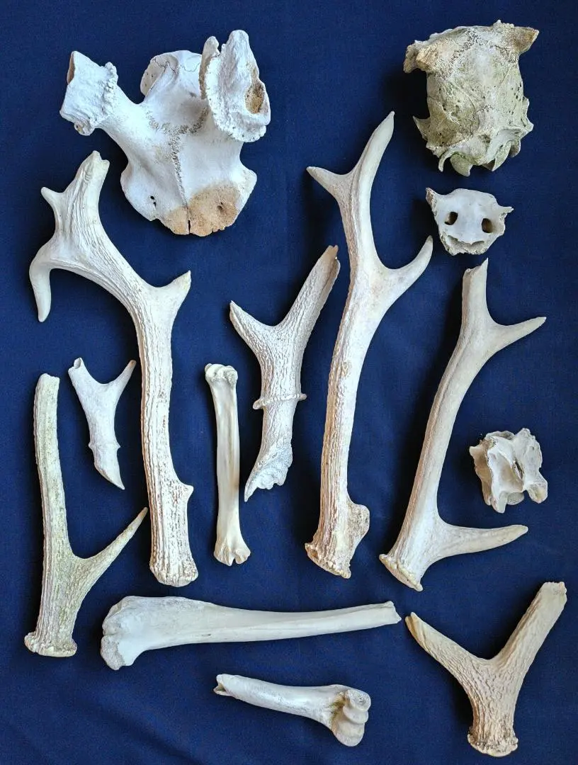 2026年最新】鹿の角頭蓋骨付きの人気アイテム - メルカリ