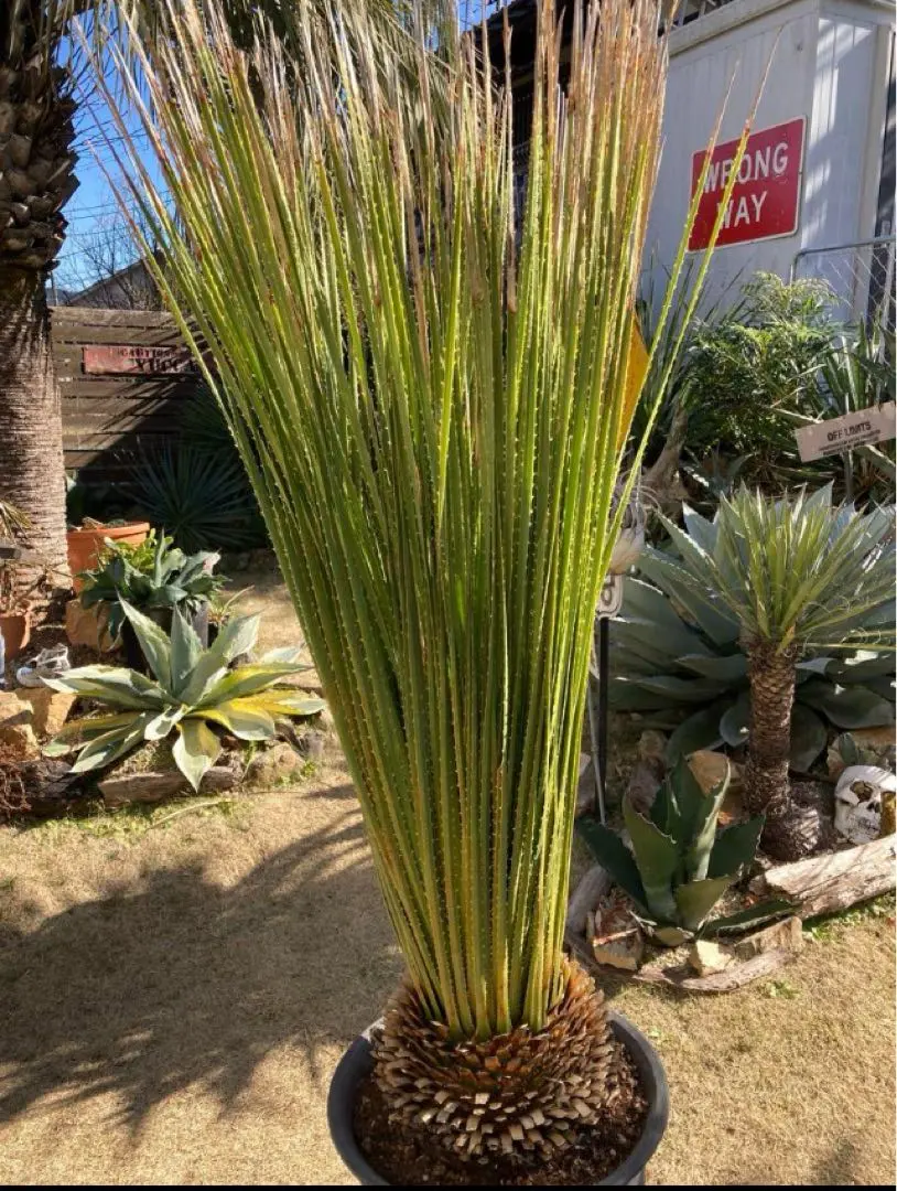 2026年最新】ダシリリオン ミキワネンシスの人気アイテム - メルカリ