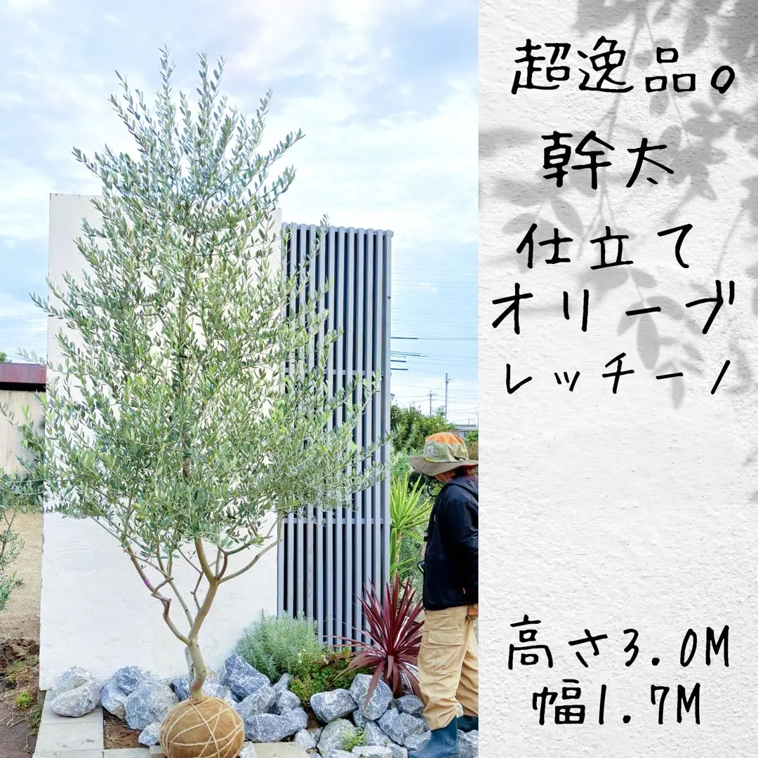 2026年最新】コハウチワカエデ 天然の人気アイテム - メルカリ