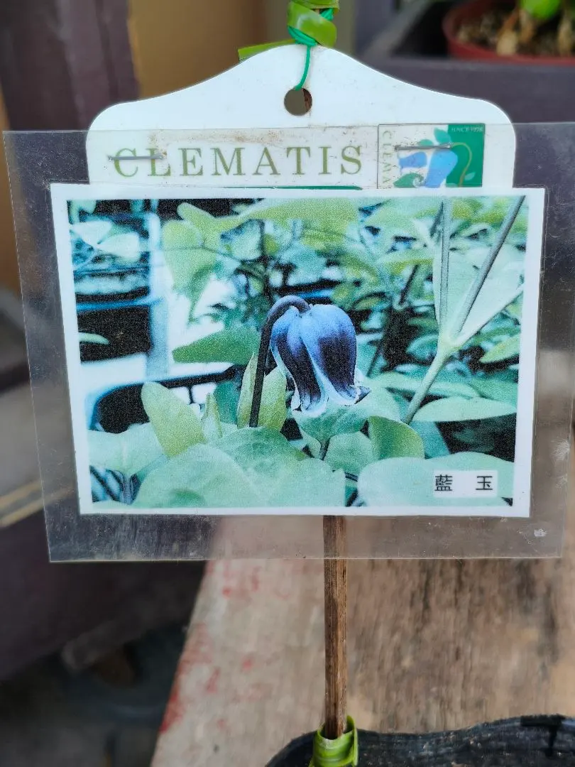 2026年最新】竹間園芸クレマチスの人気アイテム - メルカリ