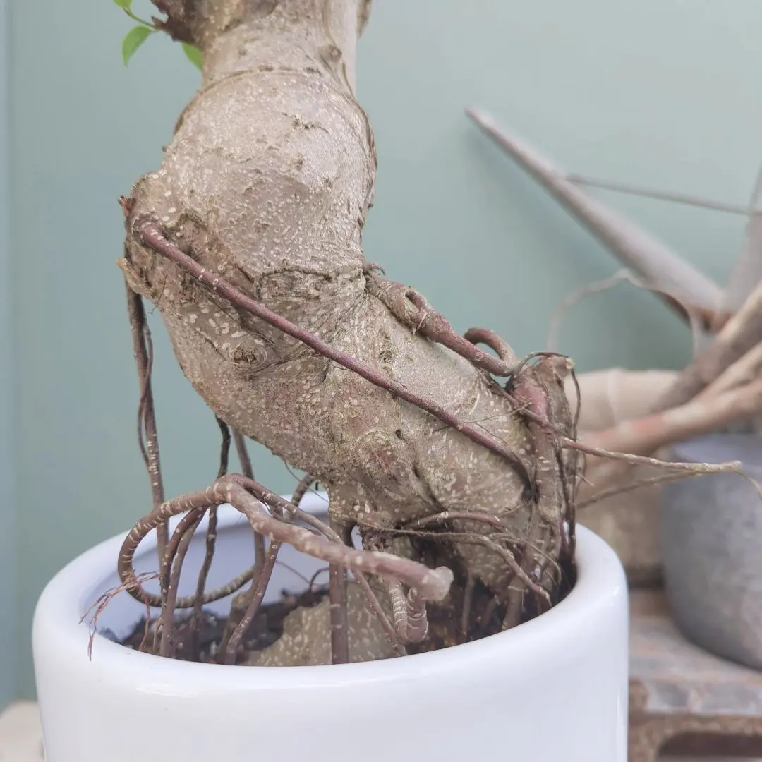 2026年最新】ガジュマル 昇り龍の人気アイテム - メルカリ