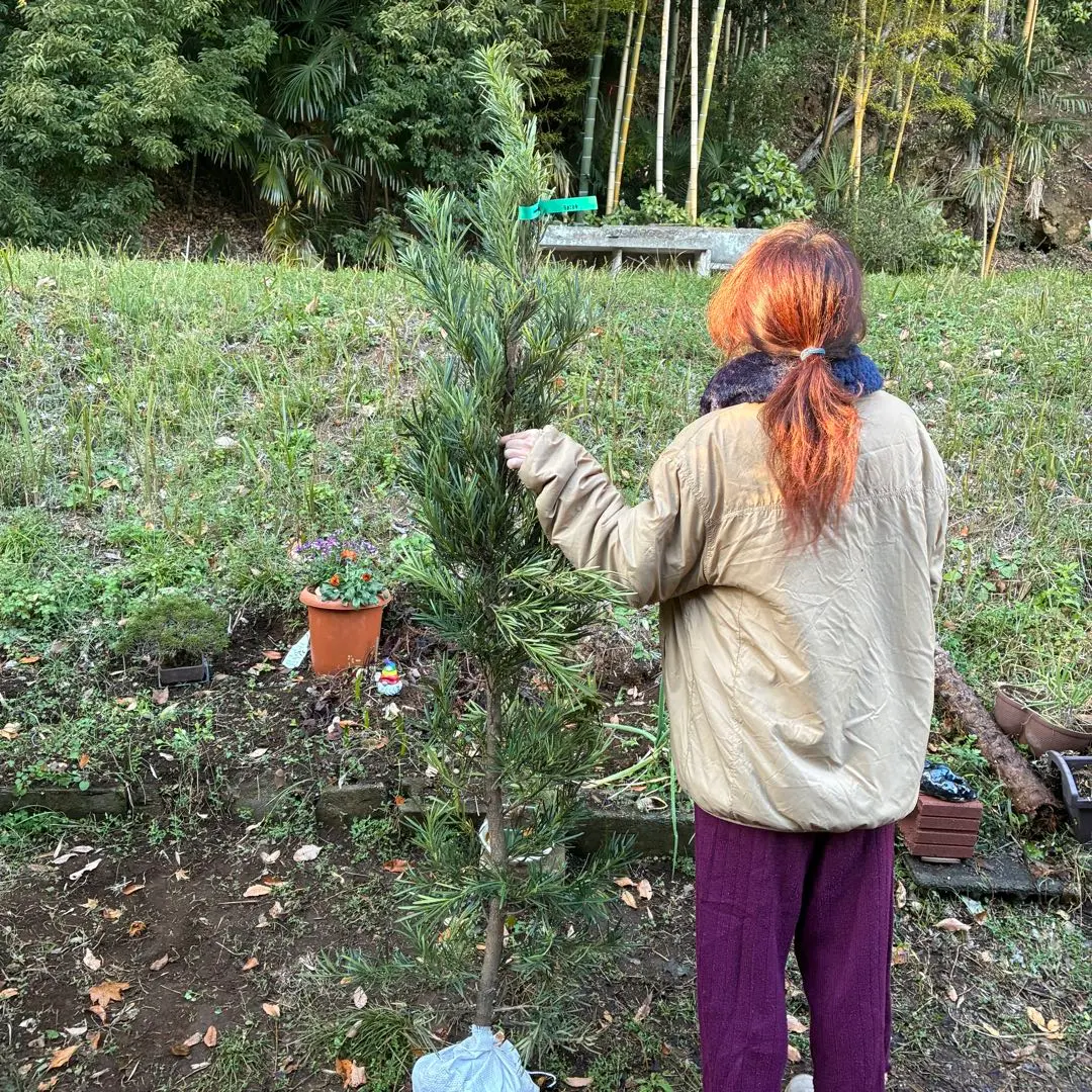 2026年最新】ラカンマキの人気アイテム - メルカリ