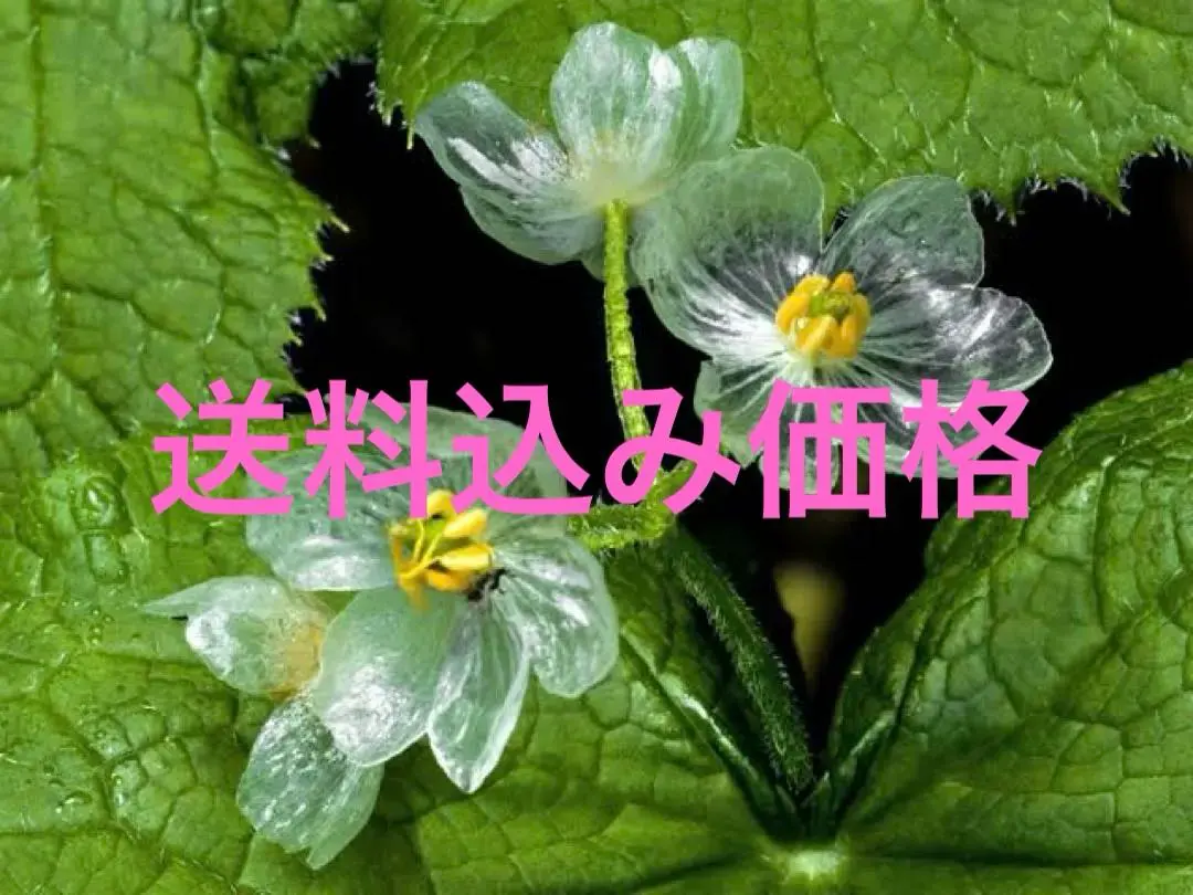 2026年最新】山荷葉の人気アイテム - メルカリ