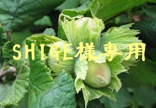 2026年最新】ヘーゼルナッツ 苗木の人気アイテム - メルカリ