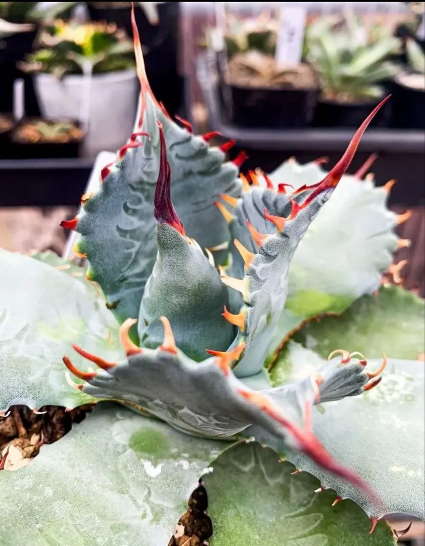 2026年最新】アガベ パラサナ イシスメンシスの人気アイテム - メルカリ