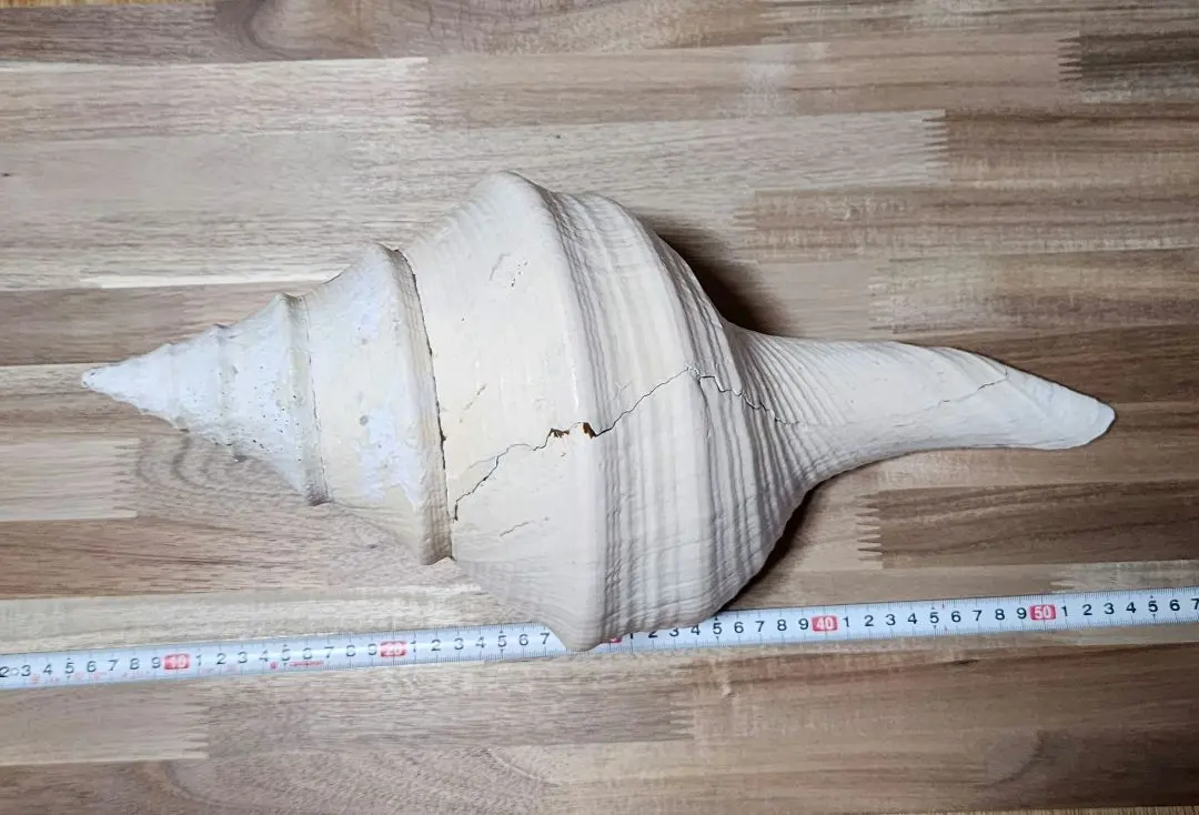 2026年最新】アラフラオオニシの人気アイテム - メルカリ