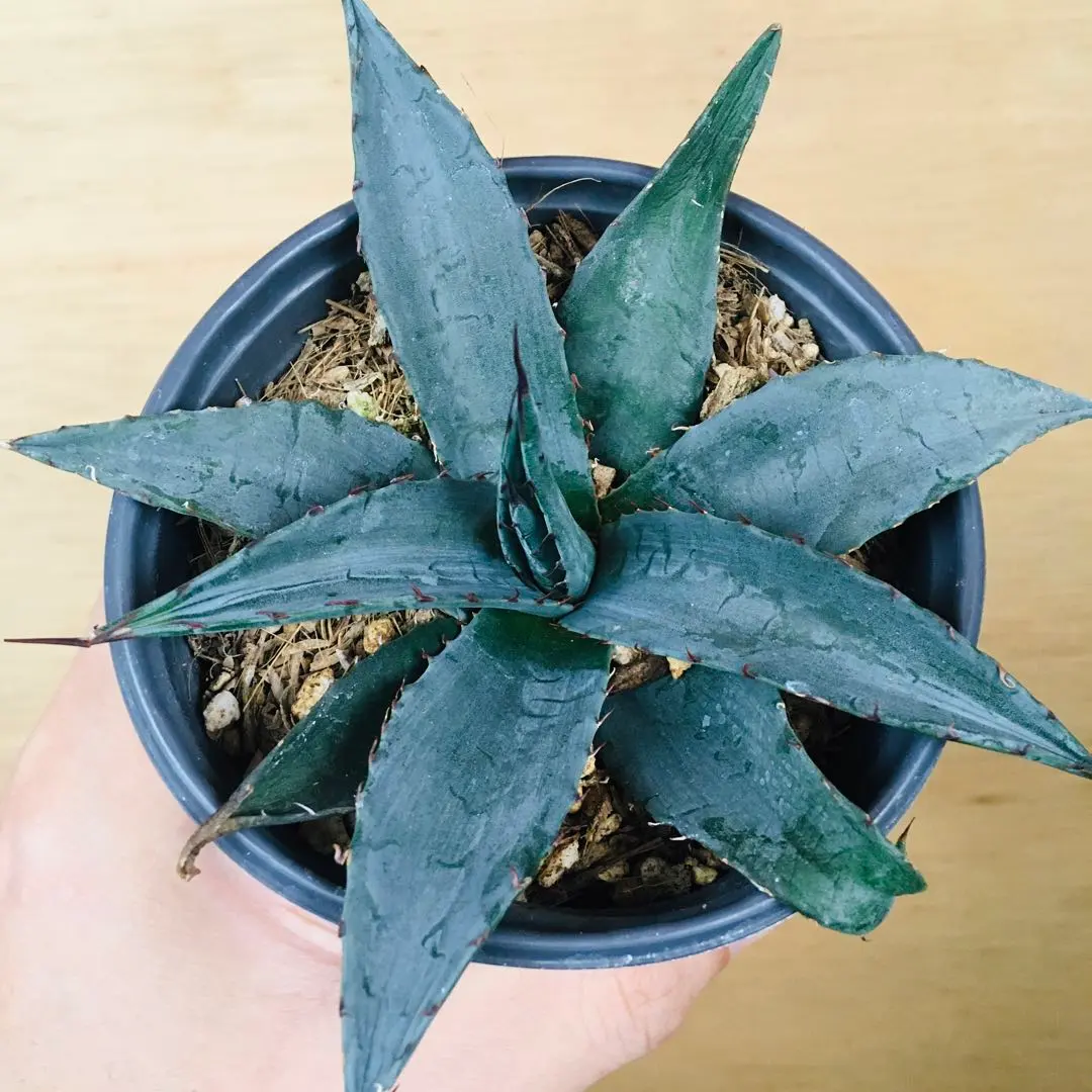 2026年最新】オバティフォリア ハイブリッドの人気アイテム - メルカリ