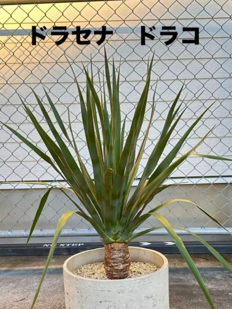 2026年最新】ドラセナドラコの人気アイテム - メルカリ