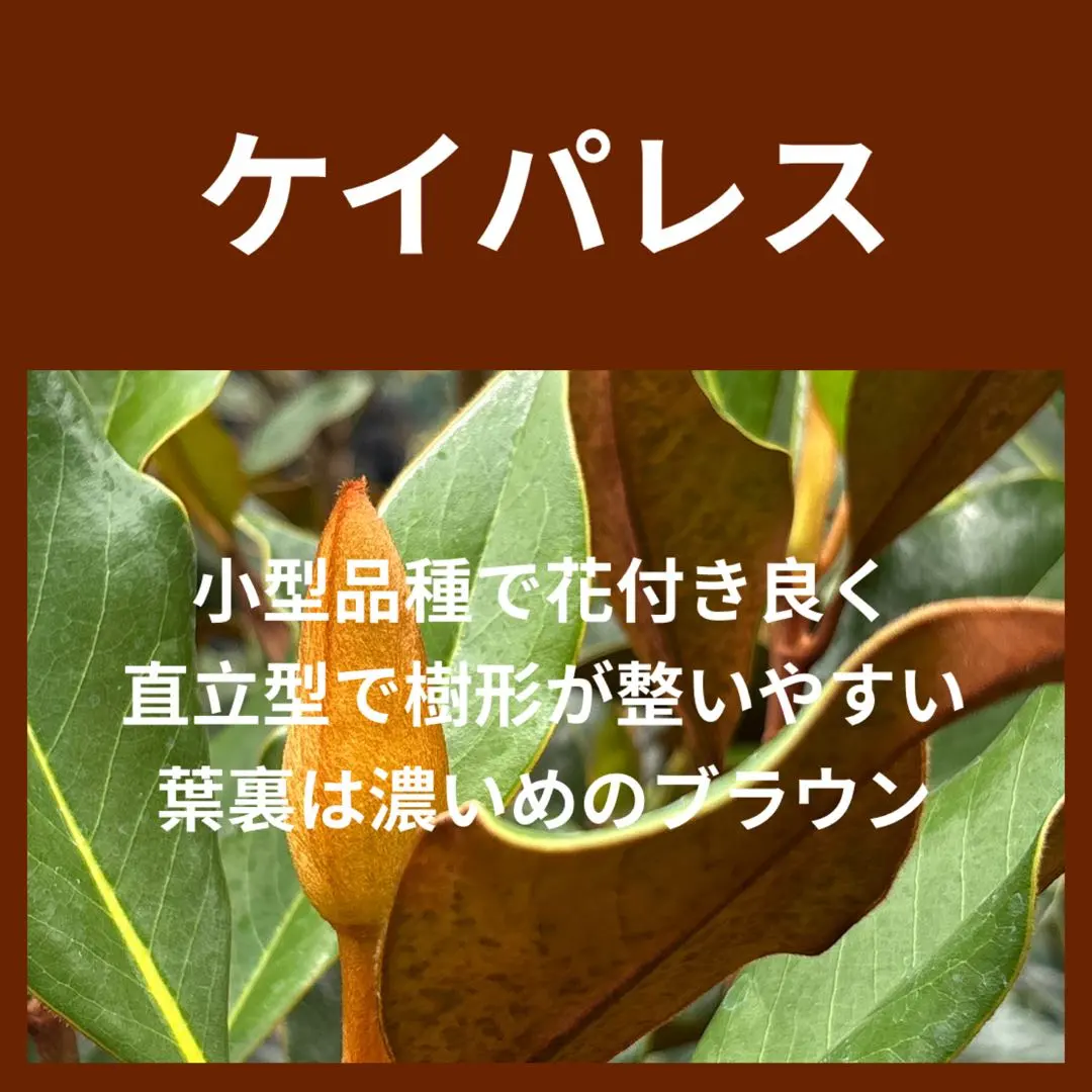 2026年最新】タイサンボク 苗の人気アイテム - メルカリ