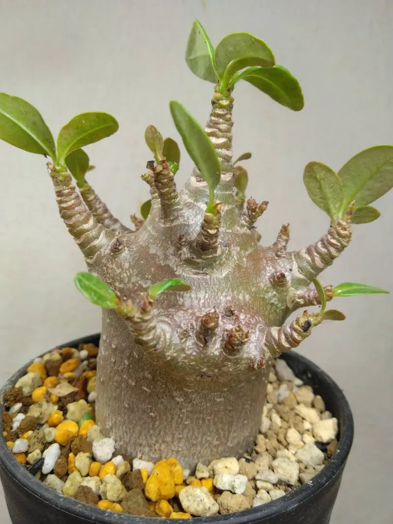 2026年最新】アデニウム ブラックスキンの人気アイテム - メルカリ