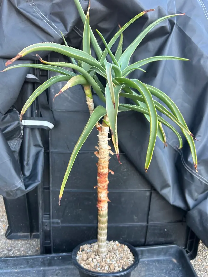 2026年最新】アロエストリアツラの人気アイテム - メルカリ