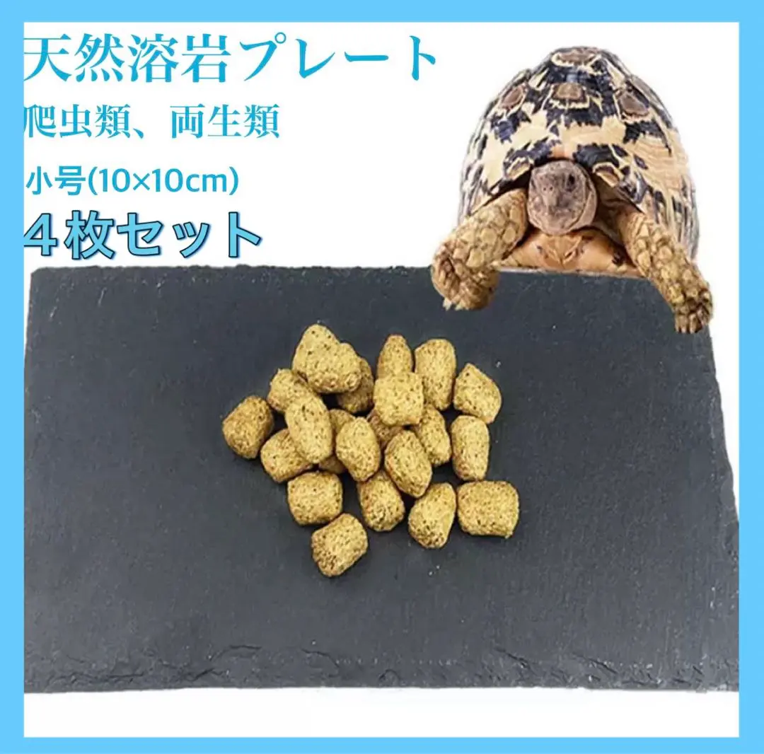 2026年最新】ニホンイシガメの人気アイテム - メルカリ