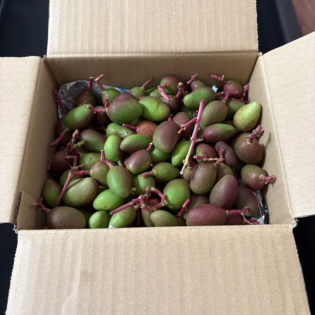 2026年最新】摘果マンゴーの人気アイテム - メルカリ