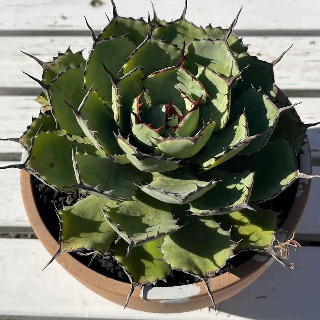 2026年最新】アガベ 吉祥冠錦 中斑の人気アイテム - メルカリ