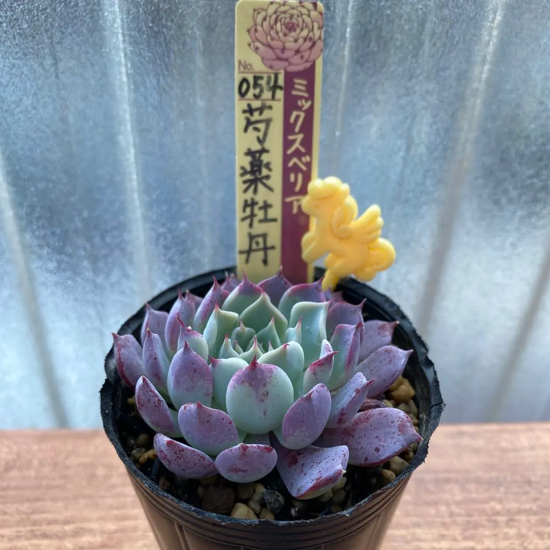 2026年最新】おらいさん苗 芍薬牡丹の人気アイテム - メルカリ