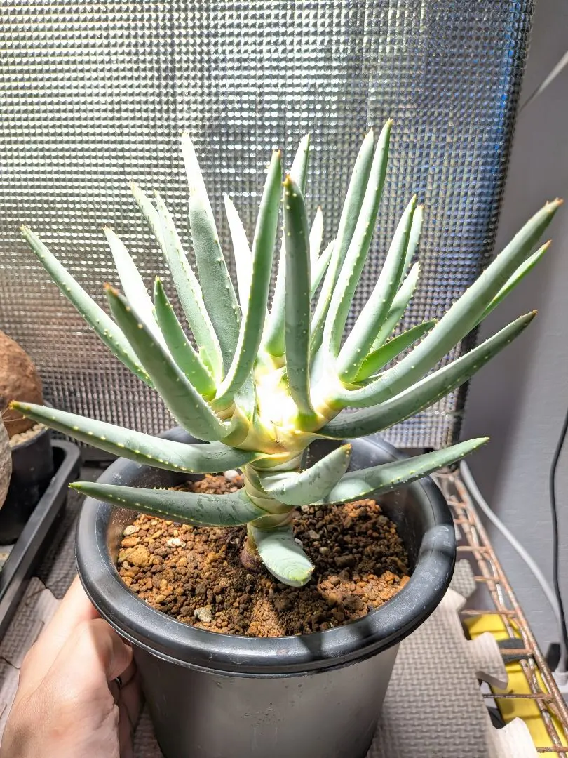 2026年最新】ラモシシマの人気アイテム - メルカリ