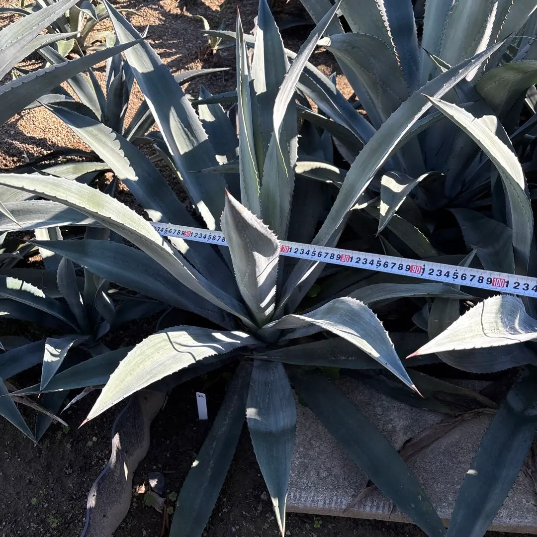 2026年最新】アガベ オアハカセンシスの人気アイテム - メルカリ