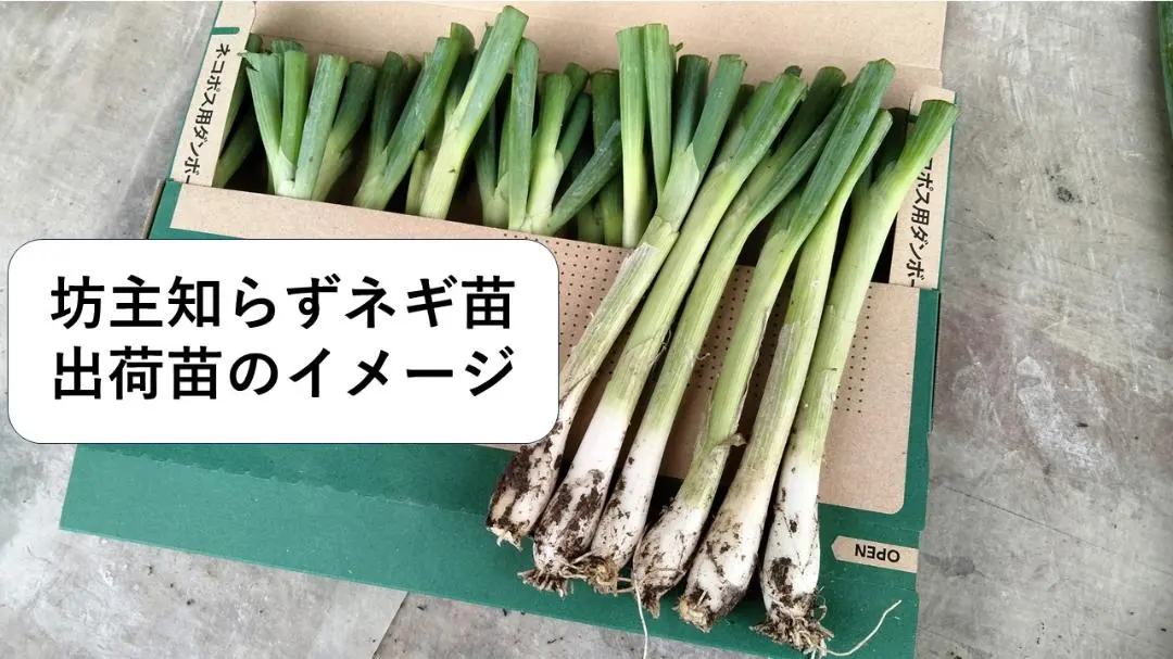 2026年最新】ネギ坊主しらずの人気アイテム - メルカリ