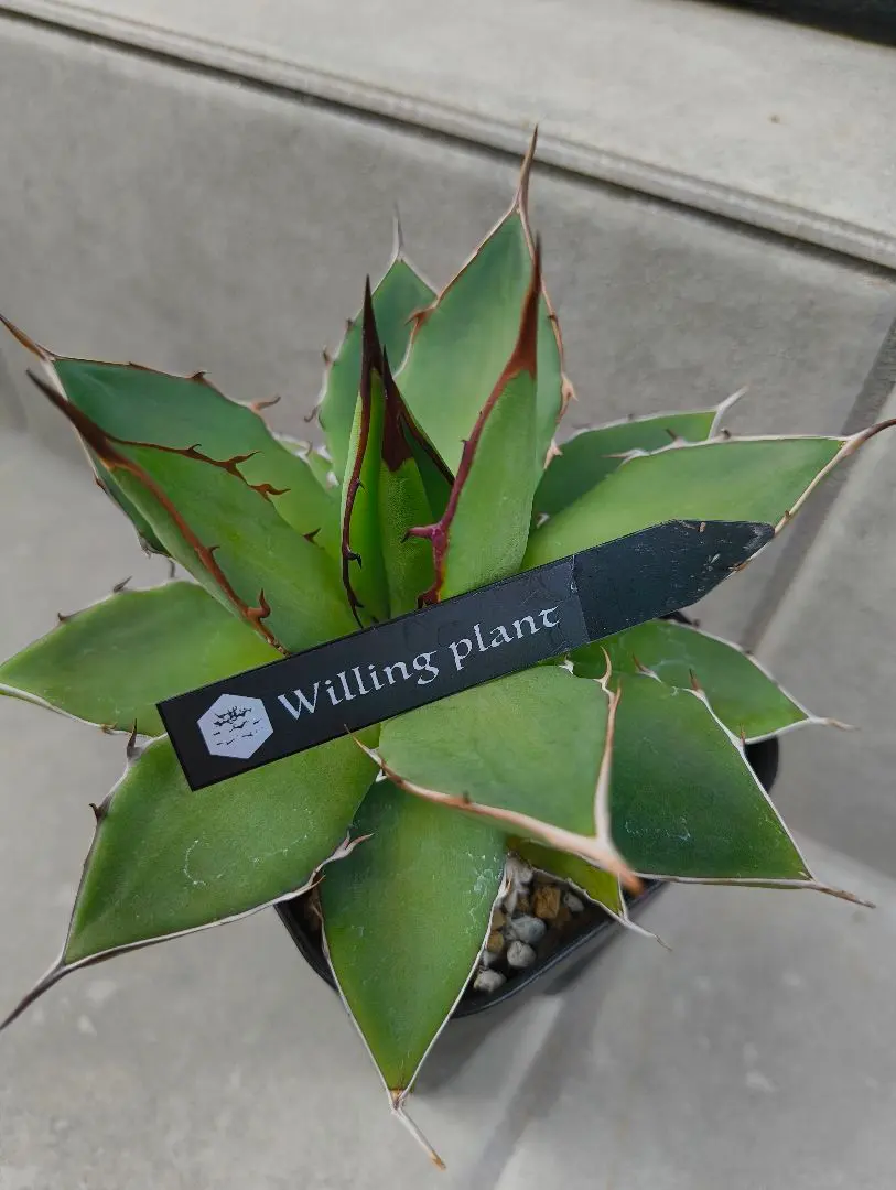 2026年最新】willing plantの人気アイテム - メルカリ