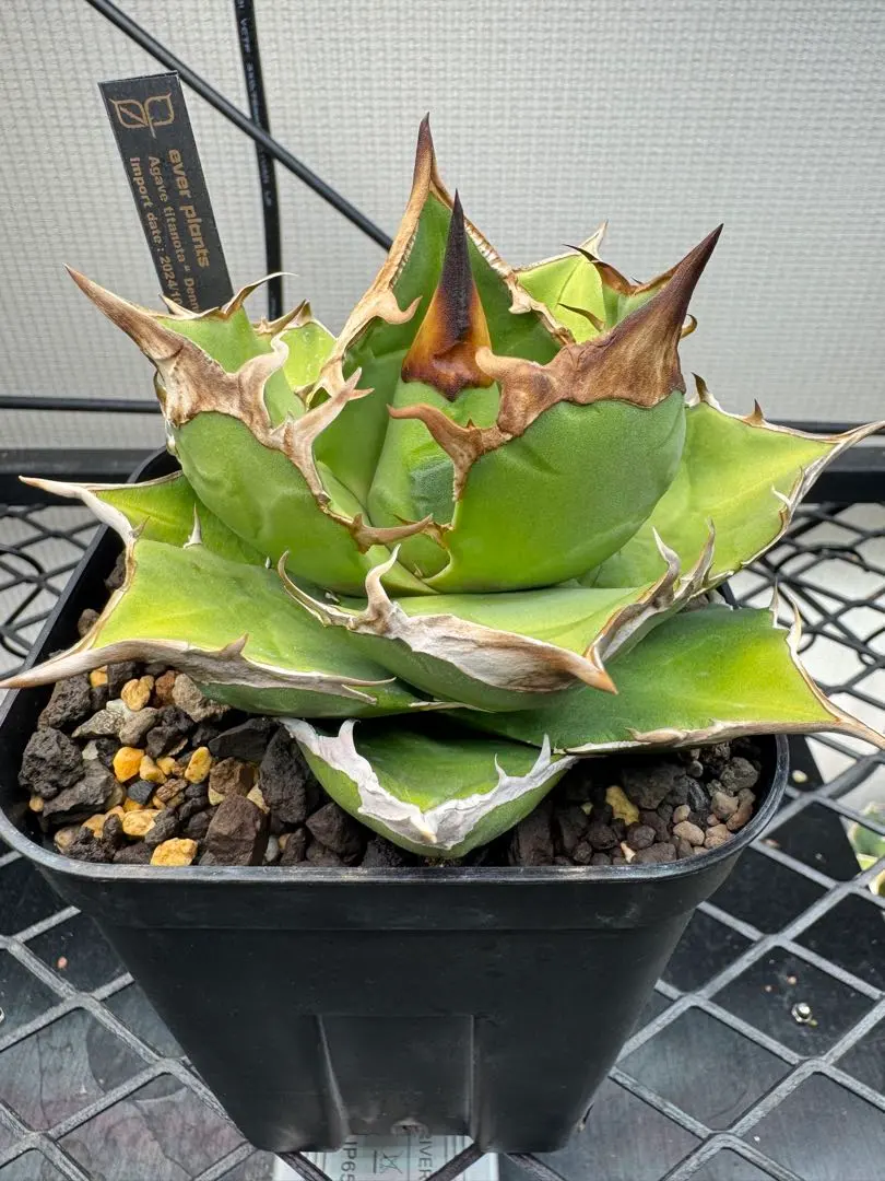 2026年最新】トリケラトプス アガベの人気アイテム - メルカリ