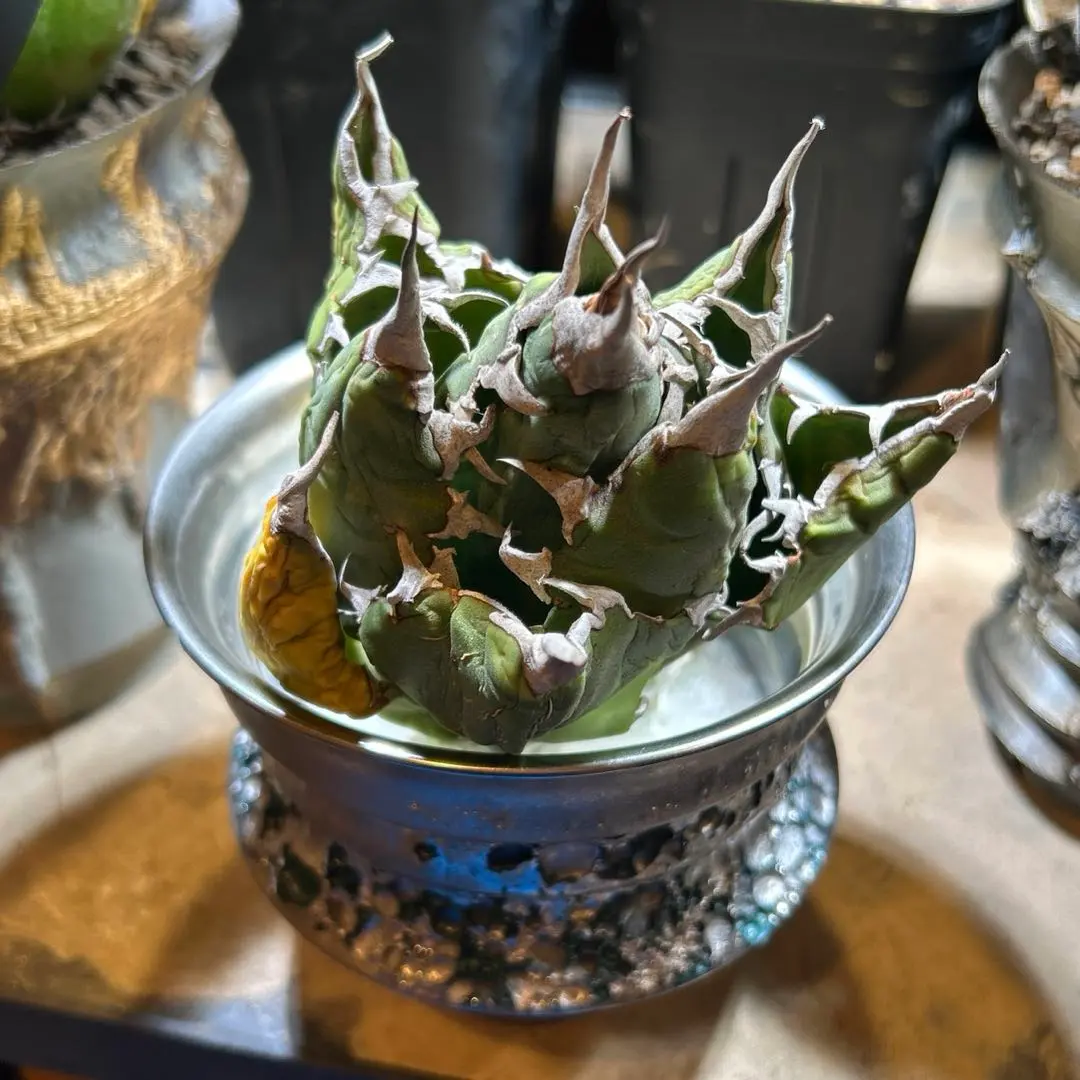 2026年最新】オアハカ オテロイ 現地球の人気アイテム - メルカリ