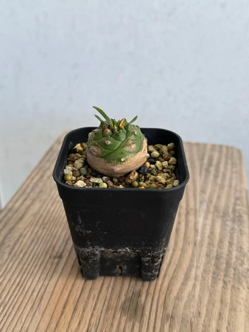 2026年最新】オベサ鉄甲の人気アイテム - メルカリ