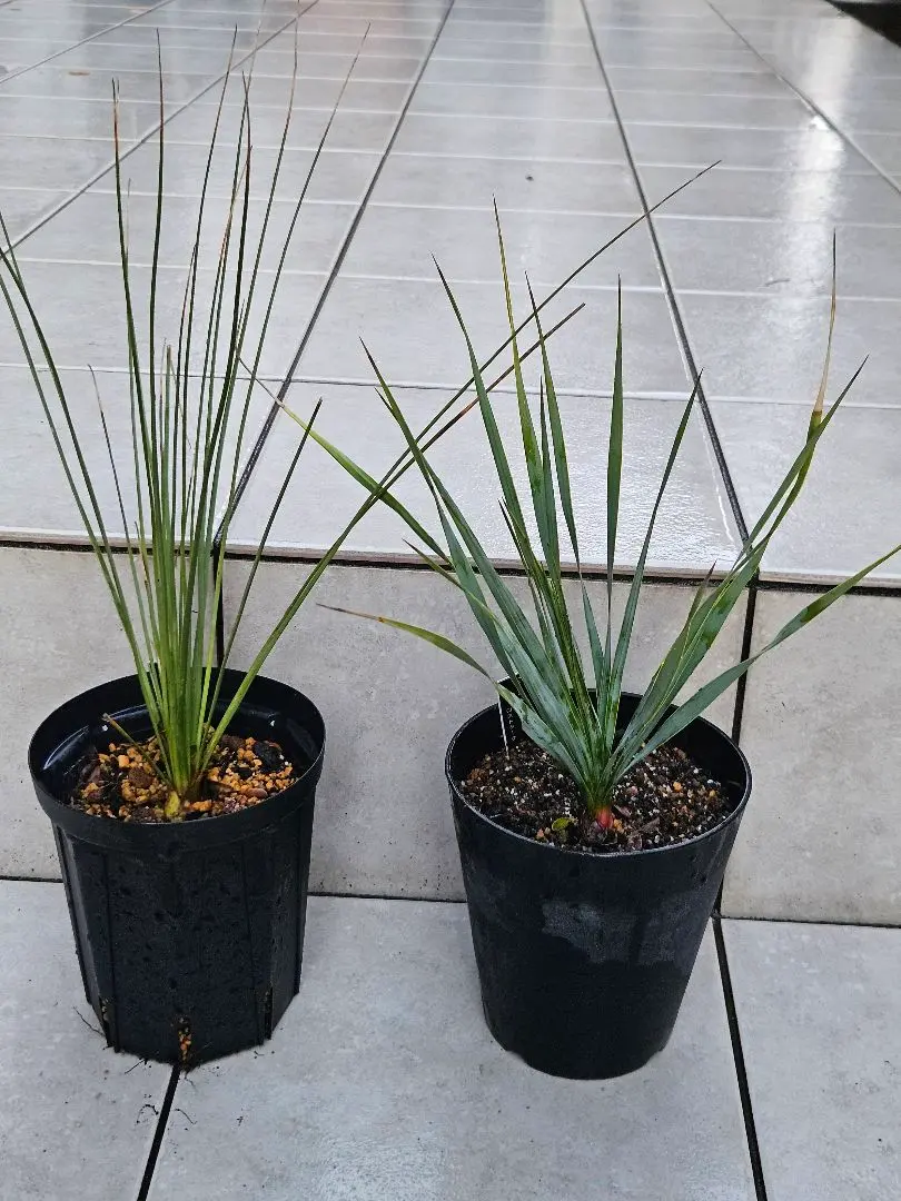 2026年最新】ロンギシマムの人気アイテム - メルカリ