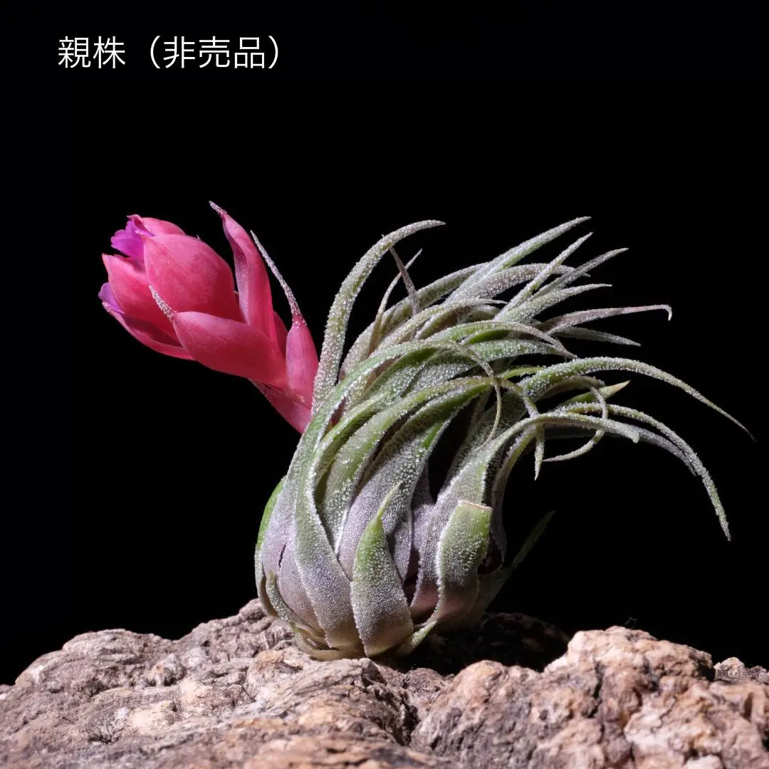 2026年最新】Tillandsia sprengelianaの人気アイテム - メルカリ